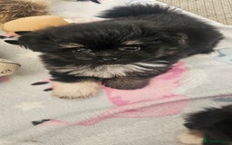 Mixed Breed dogs for sale: Mother blue Russian pomeranian, dad pure maltese  - Image 5