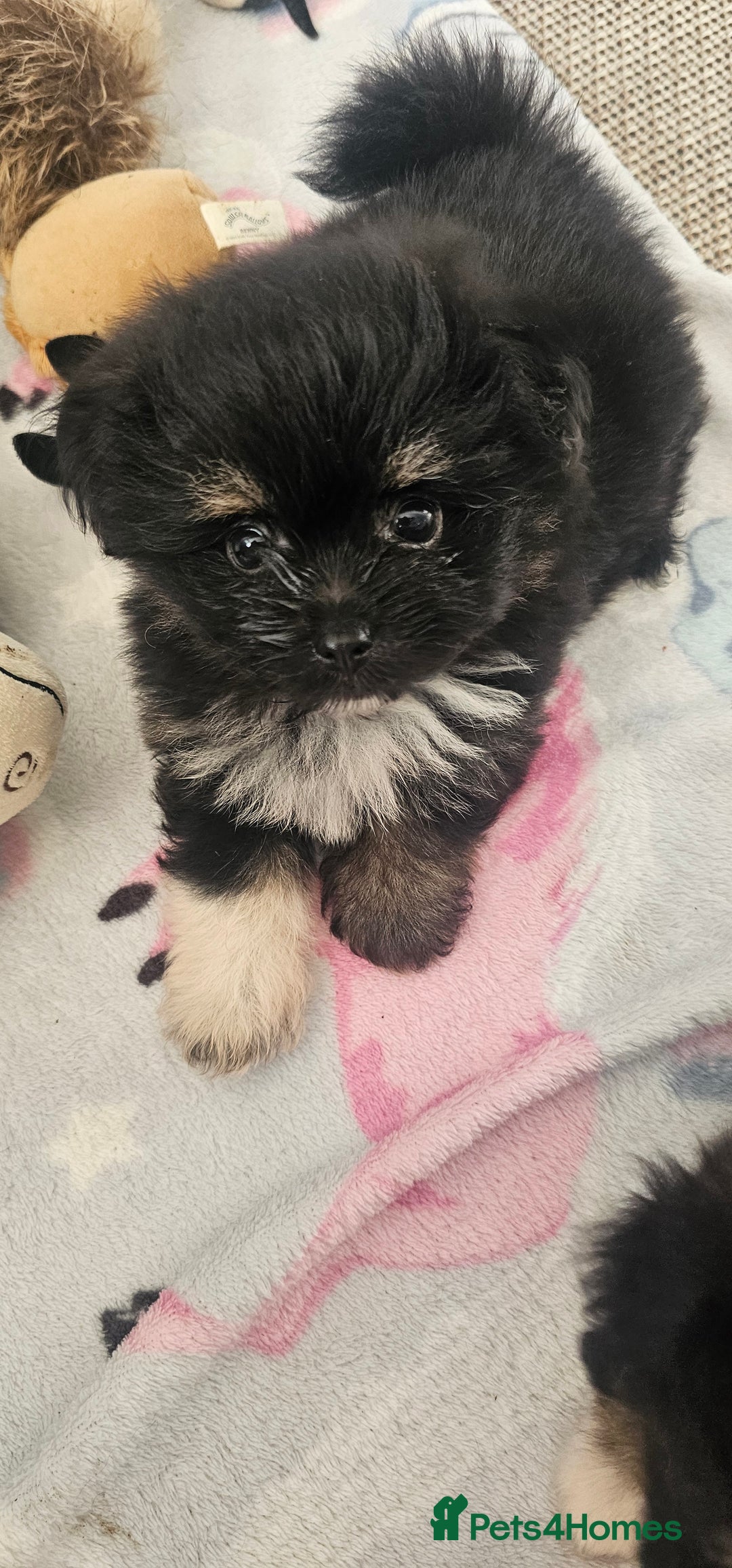 Mixed Breed dogs for sale: Mother blue Russian pomeranian, dad pure maltese  - Image 5