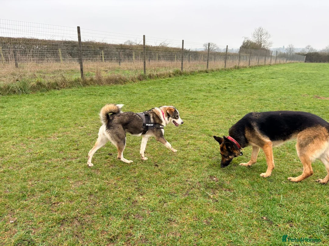 Mixed Breed dogs for sale: Meet wonderful Nala! - Advert 2