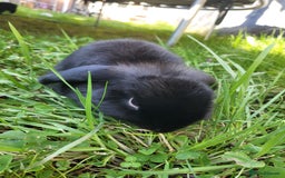Mini Lop rabbits for sale: Black Male Mini Lop - Image 3