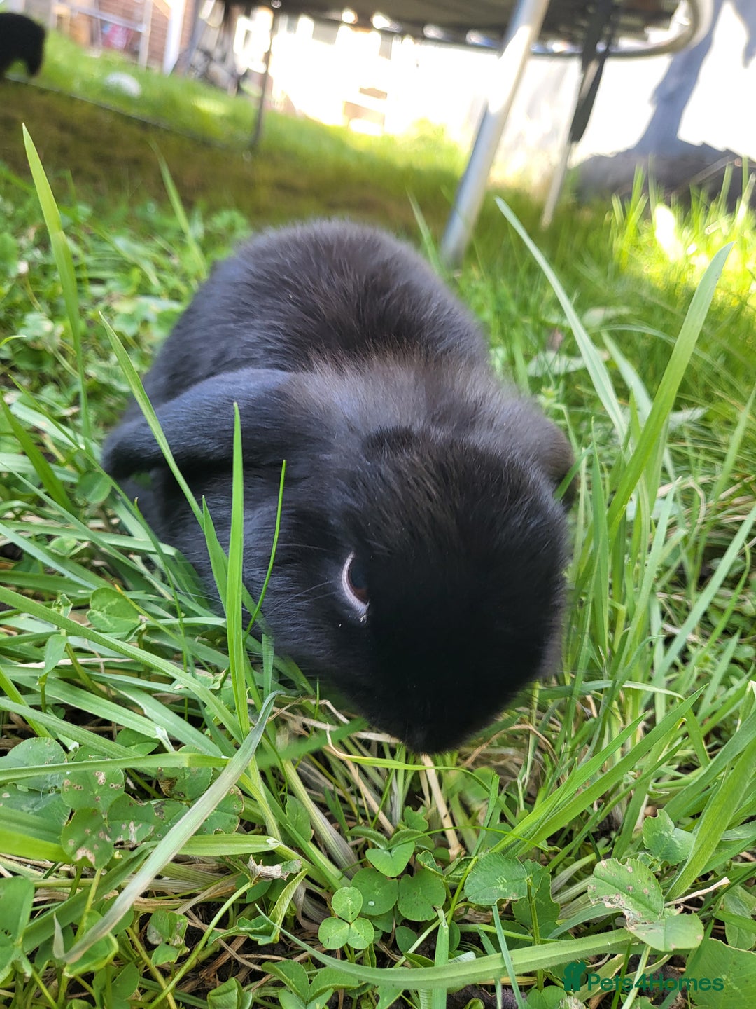 Mini Lop rabbits for sale: Black Male Mini Lop - Image 3
