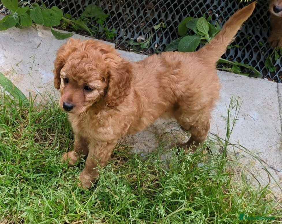 Cavapoo dogs ONLY ONE BOY PUPPY LEFT, price open to negotiation - Advert 2