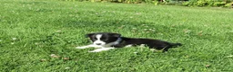 Border Collie dogs for sale: 5 Beautiful Border Collie Puppies  - Advert 31