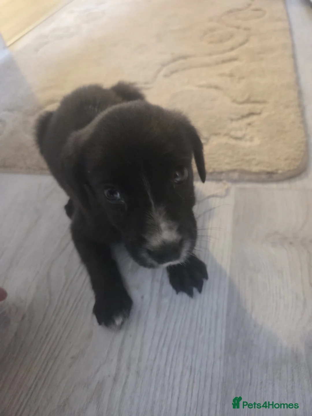 Cockapoo dogs for sale: Cockapoo - Advert 4