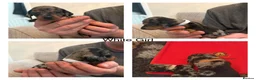 Miniature Dachshund dogs for sale: Miniature Dachshund puppies  in Thornton-Cleveleys - Advert 3