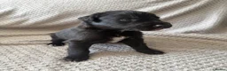 Mixed Breed dogs for sale: Collie Wheaton greyhound  in Chesterfield - Advert 4