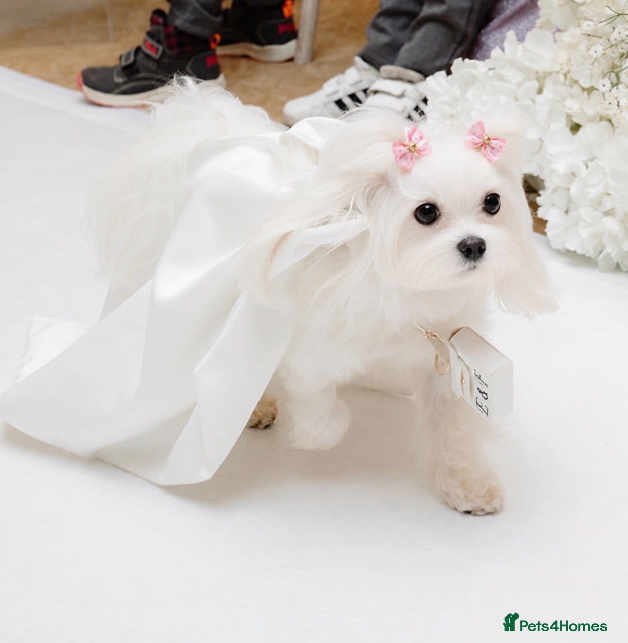 Maltese dogs KC KOREAN RARE CHAMPION MALTESE PUPS*WAITING LIST* - Advert 2