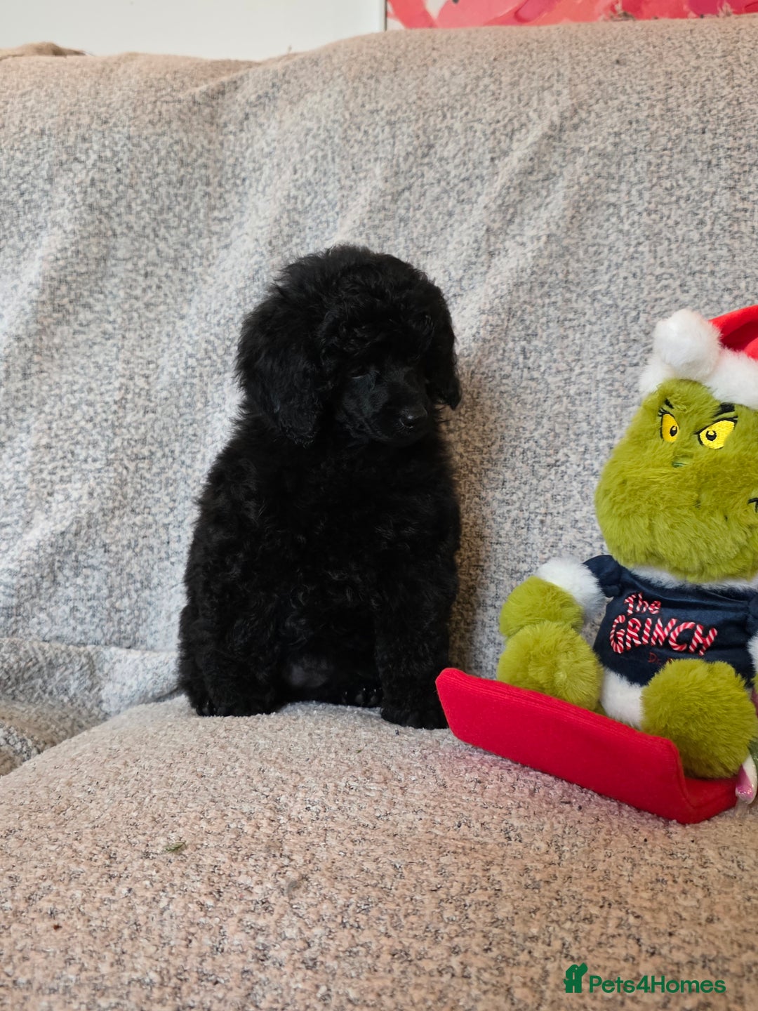 Miniature Poodle dogs for sale: Miniature Poodle Puppies – KC Registered - Advert 7