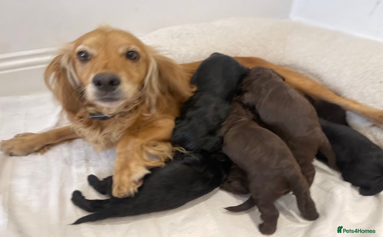 Cocker Spaniel dogs - Advert 6