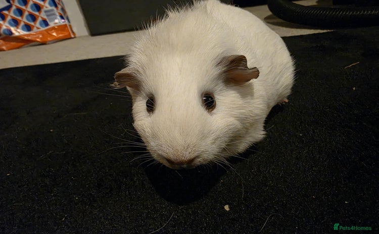 Guinea Pig rodents - Advert 14