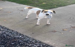 Mixed Breed dogs for sale: Jack Russell x dachshund male  - Advert 4