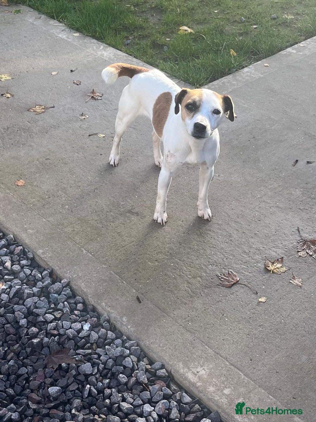 Mixed Breed dogs for sale: Jack Russell x dachshund male  - Advert 4