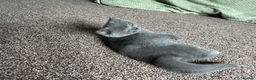 British Shorthair cats for sale: GCCF Imperial Grand Champion Parent & Grandparent in Deeside - Advert 11