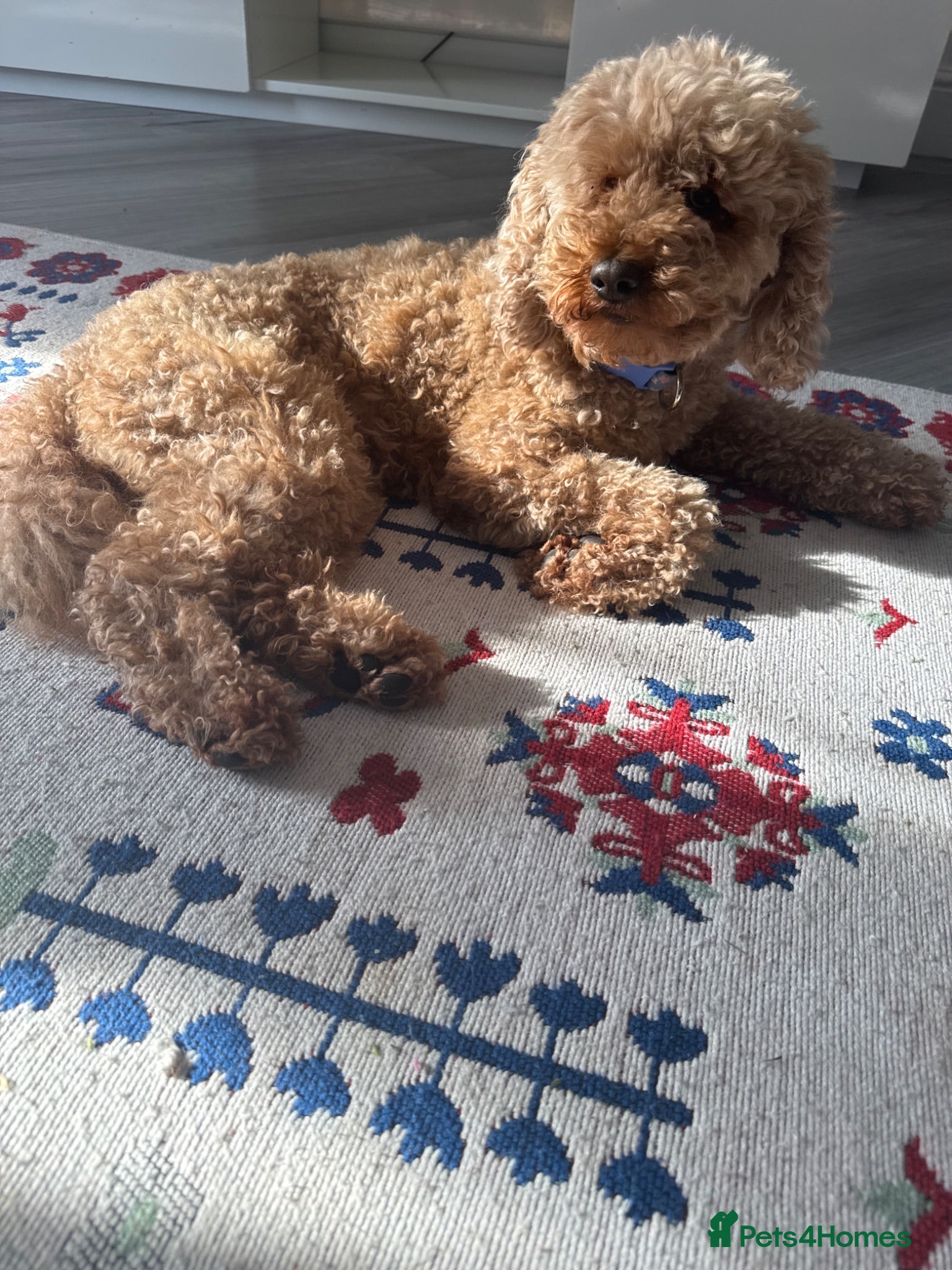 Toy Poodle dogs Toy puddle  - Advert 15