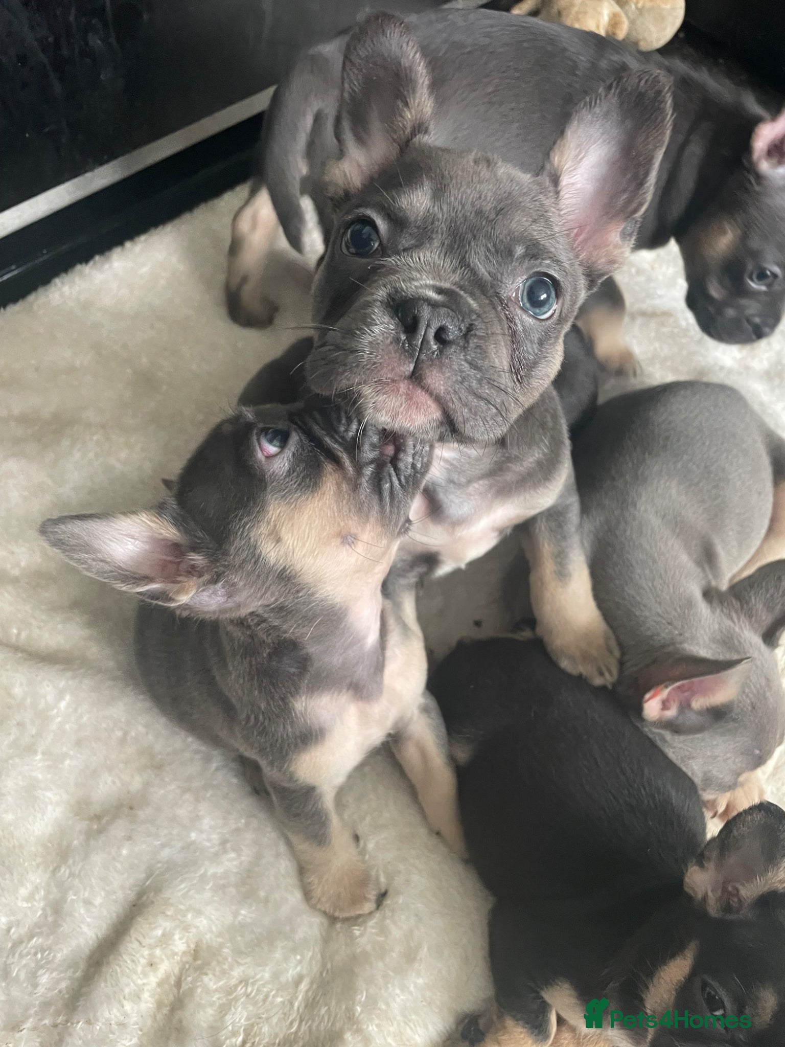 French Bulldog dogs for sale: Quality French bulldog puppies pet price in Dronfield - Advert 16