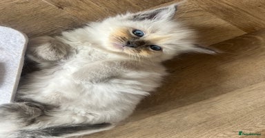 Ragdoll cats - Advert 1