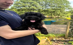 Cockapoo dogs for sale: Gorgeous Cockerpoo Puppies - Image 4
