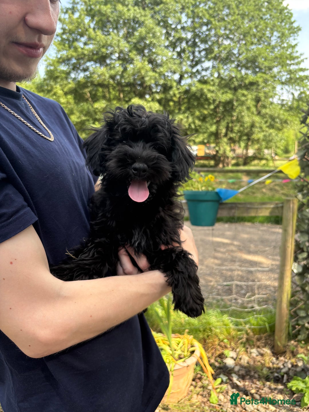Cockapoo dogs for sale: Gorgeous Cockerpoo Puppies - Image 4