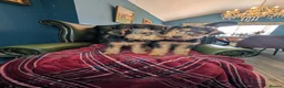 Welsh Terrier dogs for sale: Outstanding Litter of Champion Line Welsh Terriers - Advert 2