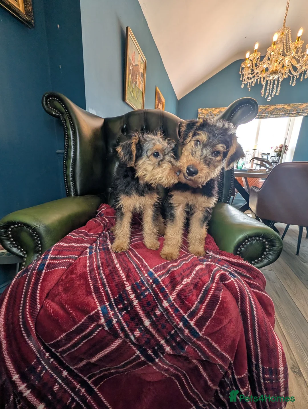 Welsh Terrier dogs for sale: Outstanding Litter of Champion Line Welsh Terriers - Advert 2