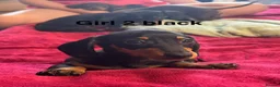 Dachshund dogs for sale: Dachshund puppies boys and girls  - Advert 7