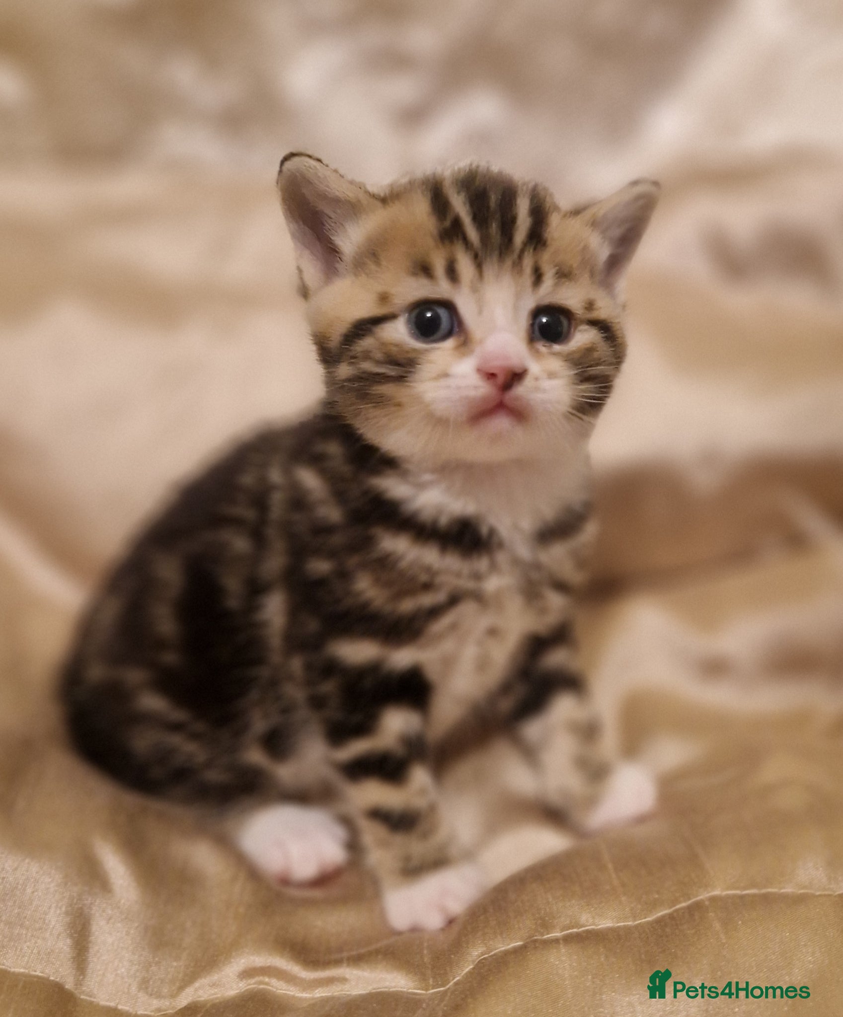 Mixed Breed cats British Short Hair x domestic  - Advert 13