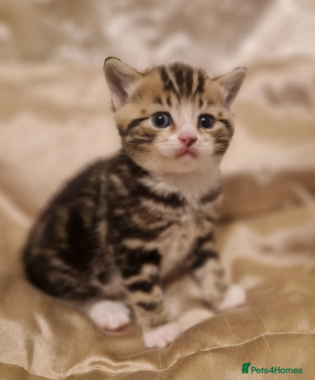 Mixed Breed cats for sale: British Short Hair x domestic  - Advert 1