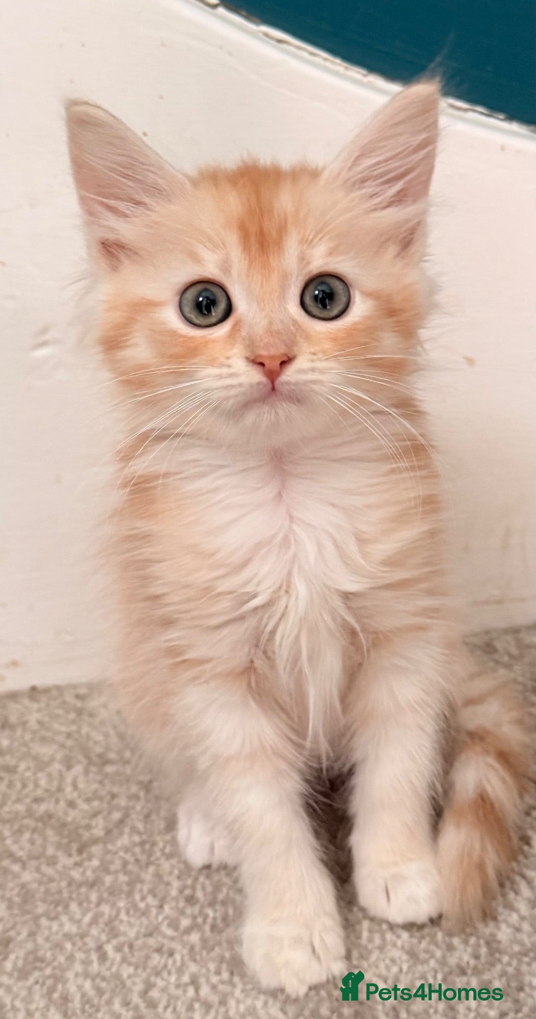 Siberian cats New imported lines Siberian kittens - Advert 2
