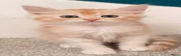 Siberian cats for sale: New imported lines Siberian kittens - Advert 2