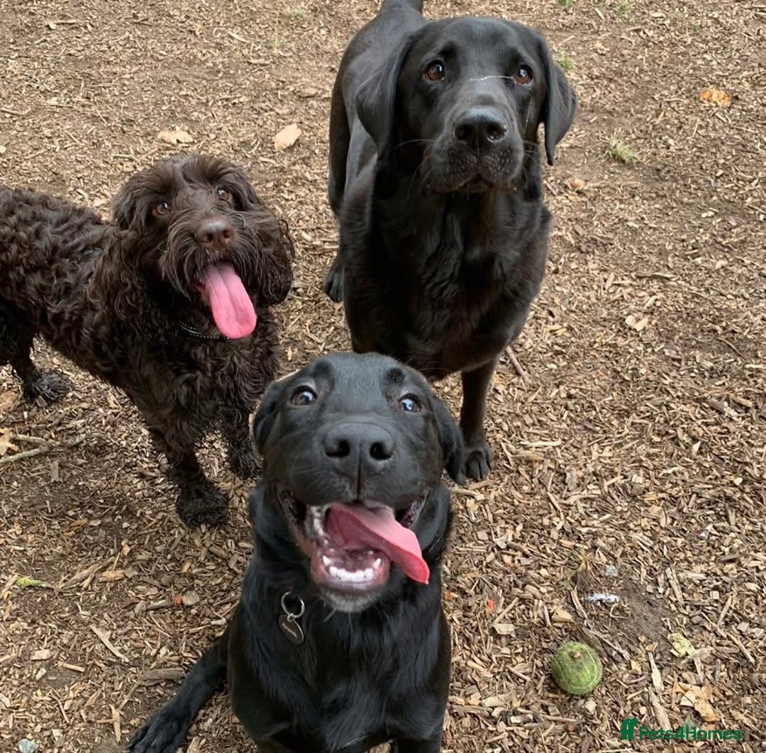 Goldador dogs for sale: Goldador for sale  - Advert 12