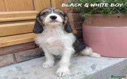 Mixed Breed dogs for sale: 🤎 BABY POOGLES (beagleXminiature poodle)🤎 in Rhayader - Image 15