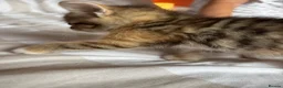 Mixed Breed cats for sale: Beautiful kittens for sale - Advert 9