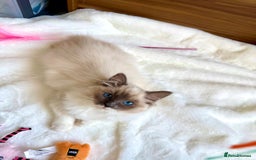 Ragdoll cats for sale: GCCF, They are ready for their new home. - Image 32