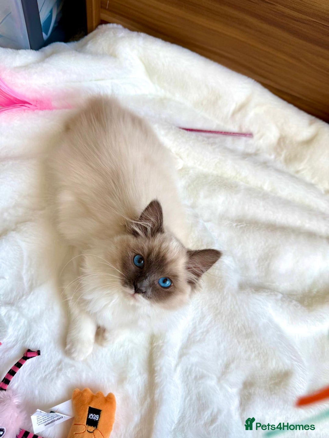 Ragdoll cats for sale: GCCF, They are ready for their new home. - Image 32