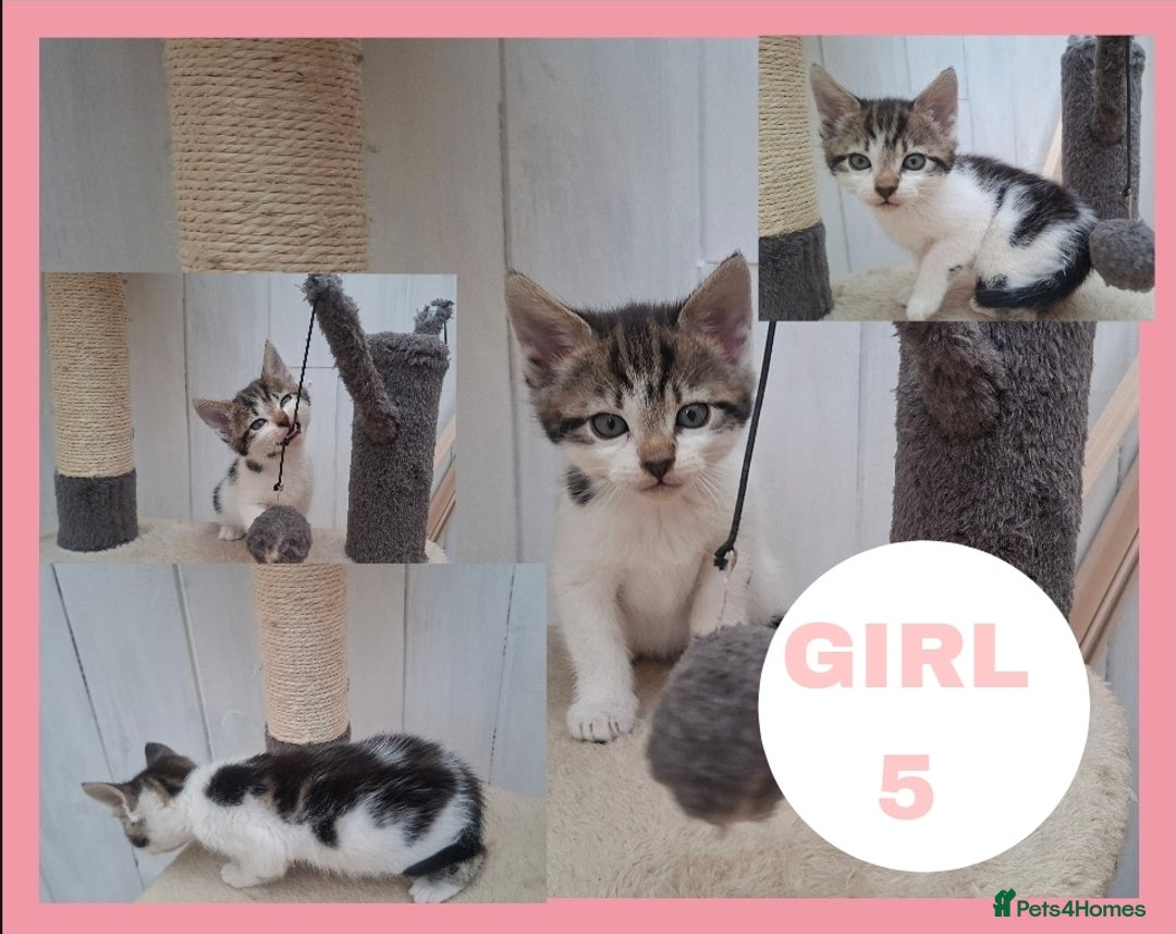 Mixed Breed cats for sale: Stunning kitten/teen kitty  for sale.  - Image 2