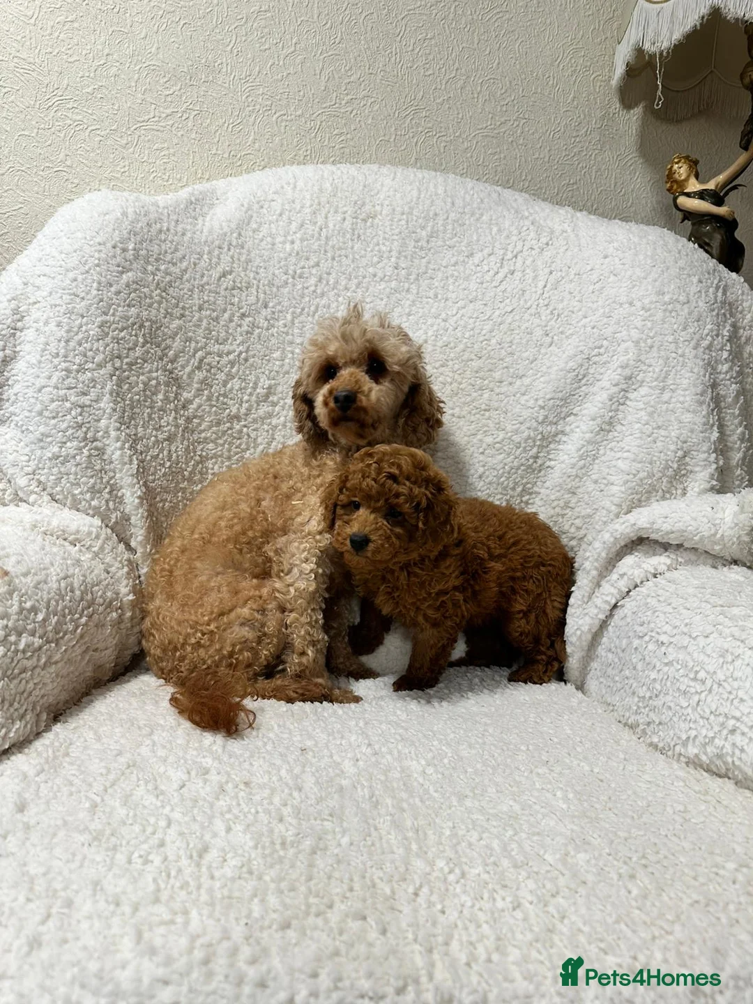 Toy Poodle dogs for sale: Red toy poodle boy - Advert 4