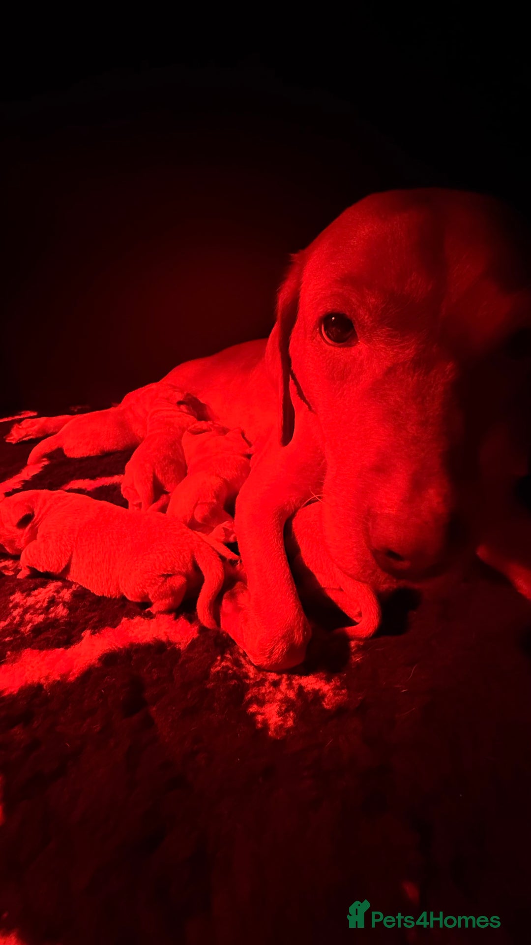 Labrador Retriever dogs for sale: KC Registered Labrador Retriever Bitch Puppy✨ - Advert 5