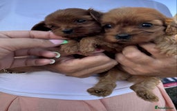 Cavapoo dogs for sale: Beautiful Tiny Cavapoos  - Image 16