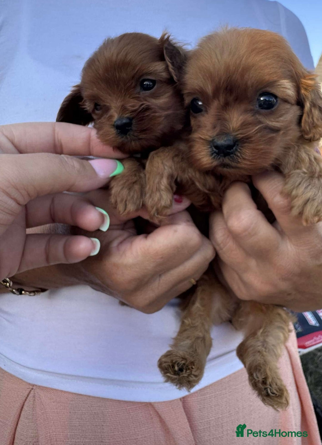 Cavapoo dogs for sale: Beautiful Tiny Cavapoos  - Image 16