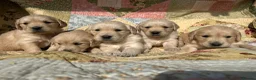 Golden Retriever dogs for sale: Golden Retriever Puppies Ready 13 April in Llandysul - Advert 2