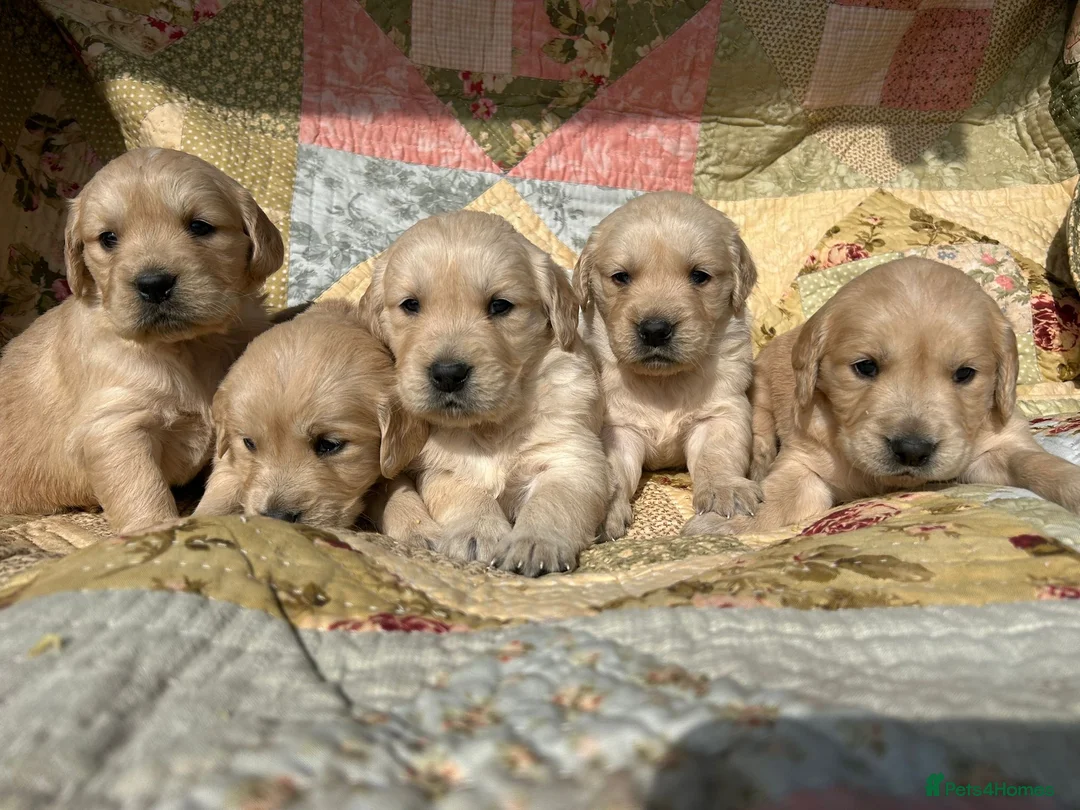 Golden Retriever dogs for sale: Golden Retriever Puppies Ready 13 April in Llandysul - Advert 2