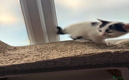 Domestic Shorthair cats for sale: Three kittens left - Image 5