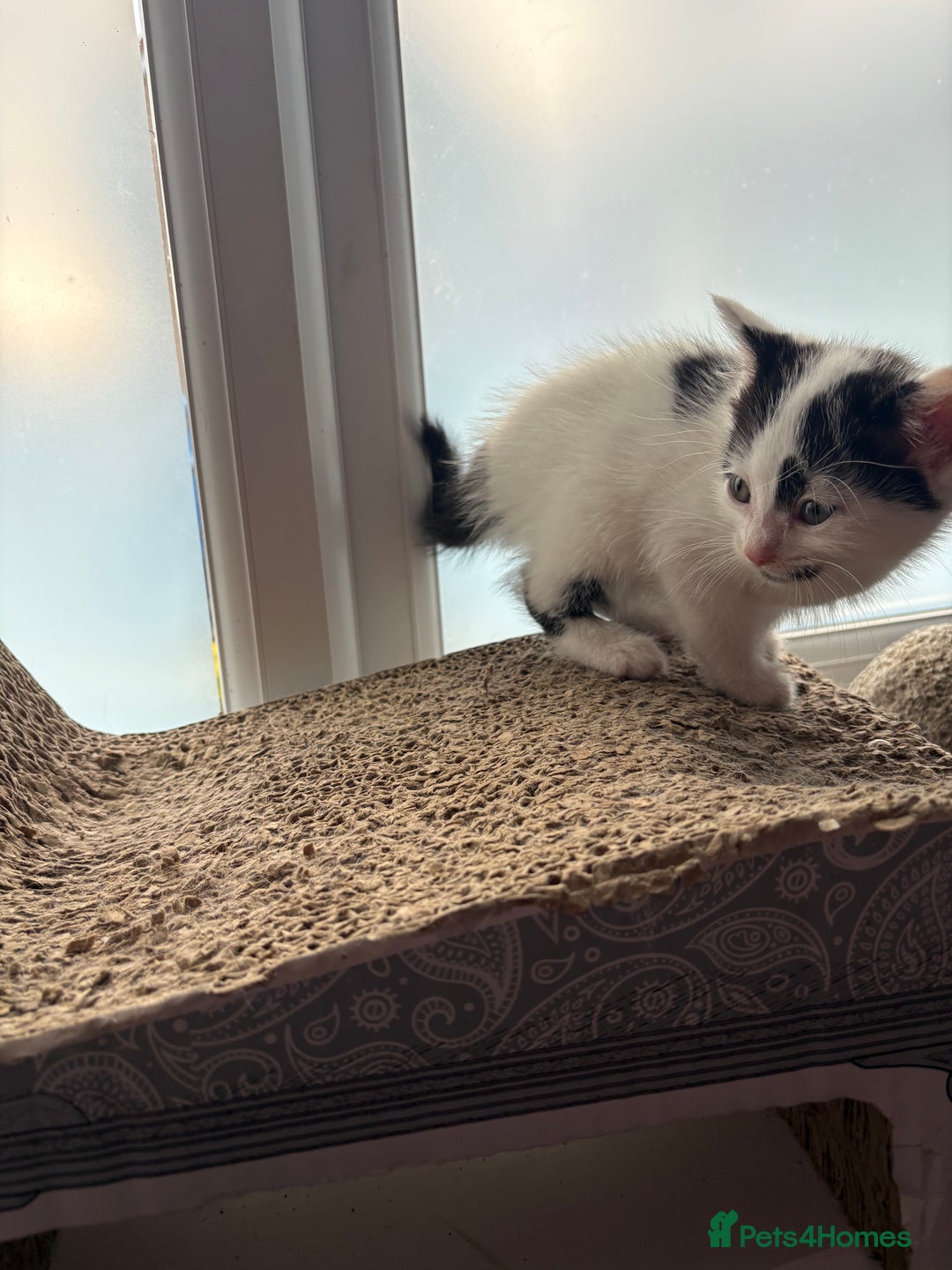 Domestic Shorthair cats for sale: Three kittens left - Image 5