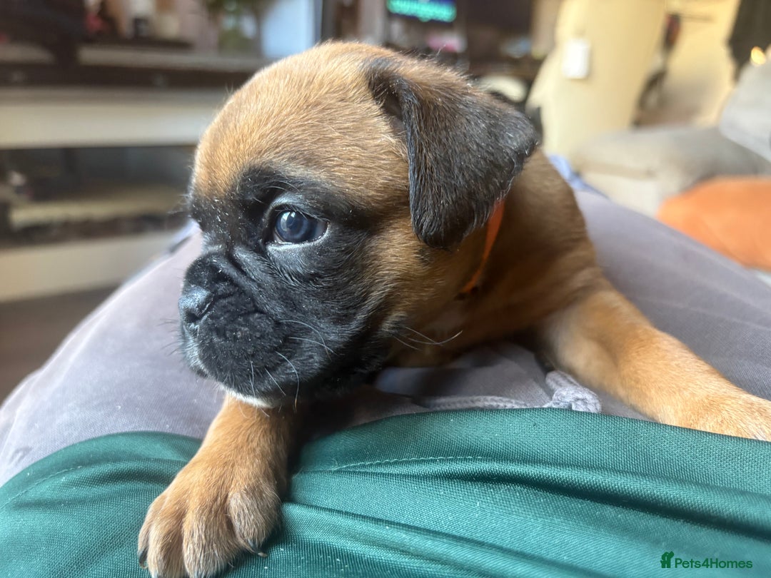 Boxer dogs for sale: 4 Stunning Boxer puppies - Advert 12