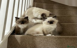 Ragdoll cats for sale: Last little girl available  - Image 1