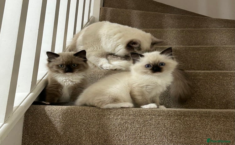 Ragdoll cats - Advert 13