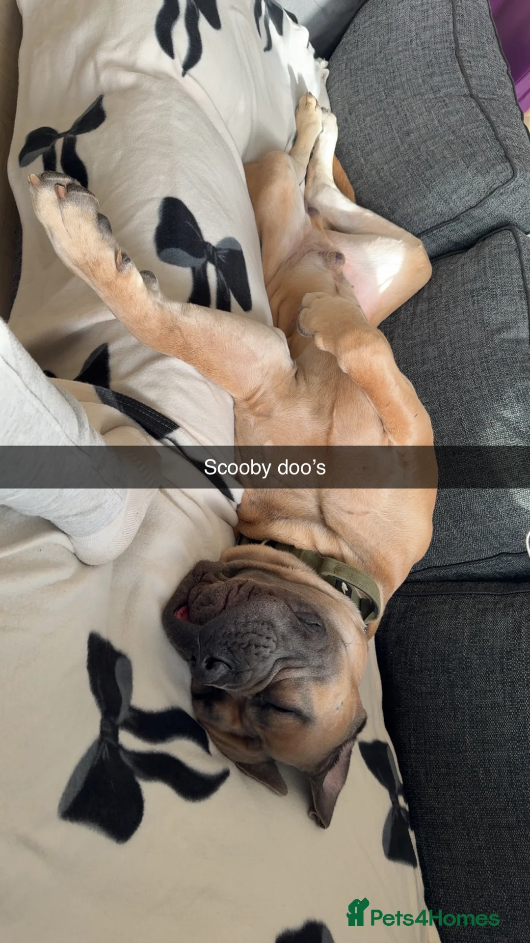 Cane Corso dogs for sale: 3 year old male cane corso - Advert 3