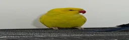 Conures birds for sale: Rare Colour Young Indian Ringneck Parrot & Conures - Advert 8