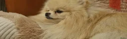 Pomeranian dogs for sale: Still Bullet Exclusive-Max - Advert 3