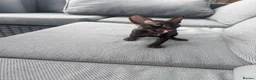 Cornish Rex cats for sale: Beautiful Cornish Rex’s ready for their new homes - Advert 13